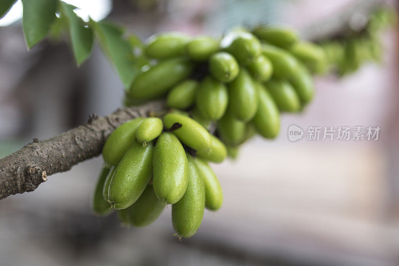 在树上生长的Averrhoa Bilimbi